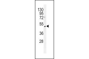 TRMT2B Antibody (N-term) (ABIN655117 and ABIN2844748) western blot analysis in K562 cell line lysates (35 μg/lane). (TRMT2B antibody  (N-Term))