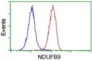 Flow cytometric Analysis of Hela cells, using anti-NDUFB9 antibody (ABIN2454333), (Red), compared to a nonspecific negative control antibody, (Blue).