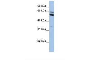 Image no. 1 for anti-Chromosome 2 Open Reading Frame 42 (C2orf42) (N-Term) antibody (ABIN6738893) (C2orf42 antibody  (N-Term))