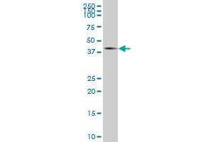 MPPED2 MaxPab polyclonal antibody. (MPPED2 antibody  (AA 1-294))