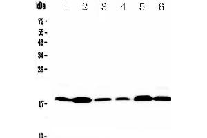 Western blot analysis of MED9 using anti-MED9 antibody . (MED9 antibody  (AA 55-146))