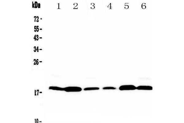MED9 Antikörper  (AA 55-146)