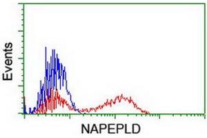 HEK293T cells transfected with either RC209877 overexpress plasmid (Red) or empty vector control plasmid (Blue) were immunostained by anti-NAPEPLD antibody (ABIN2455243), and then analyzed by flow cytometry. (NAPEPLD antibody)