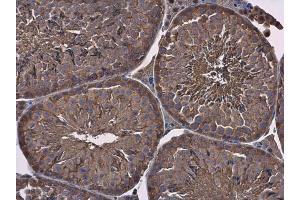 IHC-P Image GAPDH antibody detects GAPDH protein at cytoplasm in mouse testis by immunohistochemical analysis. (GAPDH antibody)