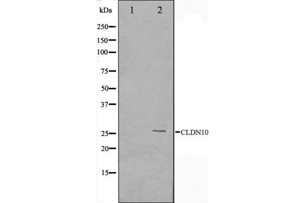 CLDN10 抗体  (C-Term)
