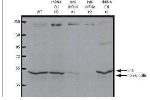 Western blot using  affinity purified anti-eIF3S6/Int6 antibody shows detection of endogenous eIF3S6/Int6.