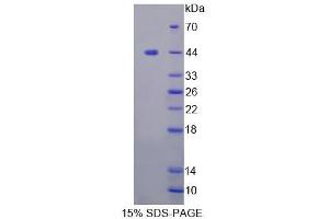 SDS-PAGE analysis of Human FBXO3 Protein.