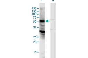 Western Blot analysis of LOC440348 expression in transfected 293T cell line by LOC440348 MaxPab polyclonal antibody. (NPIPL2 antibody  (AA 1-382))