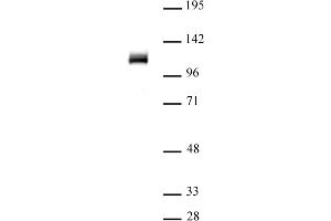 OGT/O-GlcNAc transferase (pAb) tested by Western blot. (OGT antibody  (N-Term))