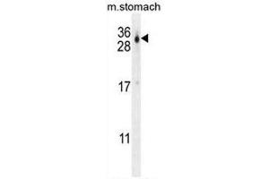 CU070 Antibody (C-term) western blot analysis in mouse stomach tissue lysates (35µg/lane).