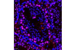Immunofluorescence of paraffin embedded mouse testis using PHF10 (ABIN7075029) at dilution of 1:650 (400x lens) (PHF10 antibody)