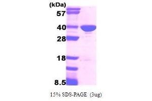 Figure annotation denotes ug of protein loaded and % gel used. (GAPDH Protein (AA 1-335))