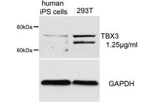 Sample Type: human iPS cells and 293T cell lysatePrimary Dilution: 1. (TBX3 antibody  (Middle Region))