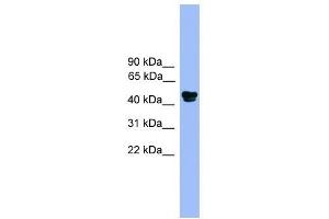 Western Blot showing ALDH3A1 antibody used at a concentration of 1. (ALDH3A1 antibody  (N-Term))