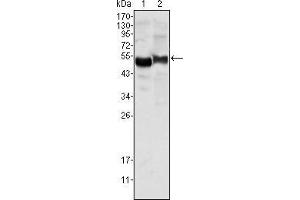 Western blot analysis using AAT mouse mAb against human plasma (1) and NIH/3T3 cell lysate (2).