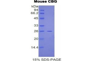 SDS-PAGE analysis of Mouse Corticosteroid Binding Globulin (CBG) Protein.