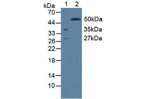 Figure. (2B4 antibody  (AA 20-221))