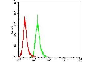 Flow cytometric analysis of Hela cells using MUC5B mouse mAb (green) and negative control (red). (MUC5B antibody  (AA 5630-5757))