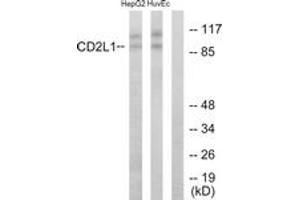 Western blot analysis of extracts from HuvEc/HepG2 cells, using CDC2L1 Antibody.