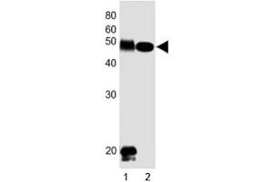 Western blot testing of DLK1 antibody at 1:1000 dilution. (DLK1 antibody  (C-Term))