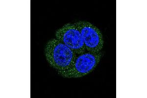 Confocal immunofluorescent analysis of LTA4H Antibody (Center) (ABIN650745 and ABIN2839464) with Hela cell followed by Alexa Fluor 488-conjugated goat anti-rabbit lgG (green). (LTA4H antibody  (AA 163-191))