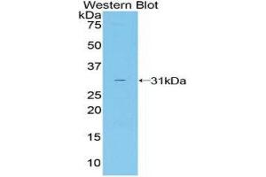 Western Blotting (WB) image for anti-Ciliary Neurotrophic Factor Receptor (CNTFR) (AA 120-358) antibody (ABIN3205367) (CNTF Receptor alpha antibody  (AA 120-358))