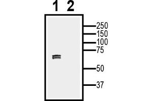 anti-G Protein-Coupled Receptor 75 (GPR75) (AA 273-287), (Intracellular), (Loop 3) antibody