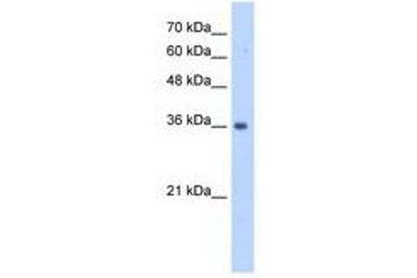 TRUB2 antibody  (N-Term)