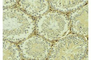 ABIN6268960 at 1/100 staining Mouse testis tissue by IHC-P. (Stathmin 1 antibody  (N-Term))