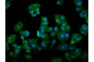 Immunofluorescence staining of MCF-7 cells with ABIN7149497 at 1:133, counter-stained with DAPI. (DAZAP2 antibody  (AA 1-168))