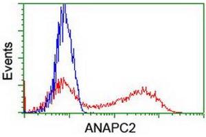 Image no. 2 for anti-Anaphase Promoting Complex Subunit 2 (ANAPC2) antibody (ABIN1496636) (ANAPC2 antibody)