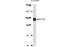 Western blot analysis of extracts of rat testis, using ZNF677 antibody. (ZNF677 antibody)