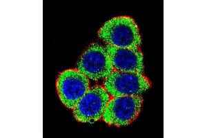 Immunofluorescence (IF) image for anti-X-Ray Repair Complementing Defective Repair in Chinese Hamster Cells 6 (XRCC6) (AA 228-254) antibody (ABIN651281)