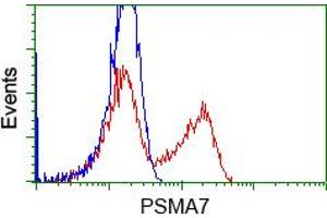 HEK293T cells transfected with either pCMV6-ENTRY PSMA7 (RC201169) (Red) or empty vector control plasmid (Blue) were immunostained with anti-PSMA7 mouse monoclonal (ABIN2453527, Dilution 1:1,000), and then analyzed by flow cytometry. (PSMA7 antibody)