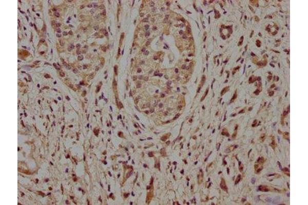 Nicalin antibody  (AA 214-522)