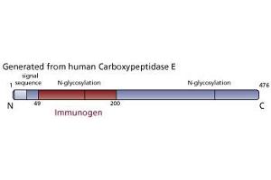 Image no. 3 for anti-Carboxypeptidase E (CPE) (AA 49-200) antibody (ABIN968160) (CPE antibody  (AA 49-200))