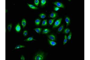 Immunofluorescence staining of A549 cells with ABIN7160339 at 1:100, counter-stained with DAPI. (MEGF9 antibody  (AA 49-178))