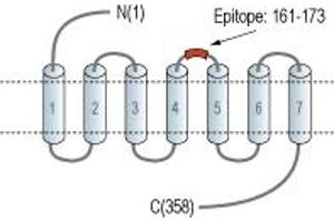Histamine Receptor H2 (HRH2) peptide