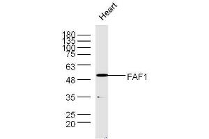 Mouse heart lysates probed with Rabbit Anti-FAF1 Polyclonal Antibody, Unconjugated  at 1:300 overnight at 4˚C.