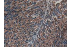 IHC-P analysis of Mouse Stomach Tissue, with DAB staining. (Insulin antibody  (AA 25-54, AA 90-110))