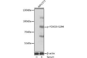 Western blot analysis of extracts of NIH/3T3 cells, using Phospho-FOXO3A-S294 antibody (ABIN7267245) at 1:1000 dilution. (FOXO3 antibody  (pSer294))