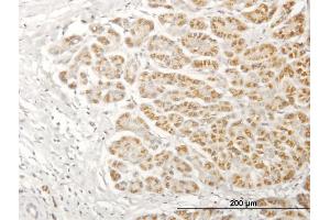 Immunoperoxidase of purified MaxPab antibody to NDUFA13 on formalin-fixed paraffin-embedded human pancreas.