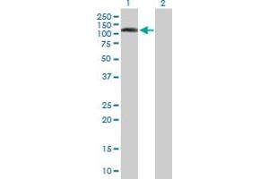 Western Blot analysis of DNMBP expression in transfected 293T cell line by DNMBP MaxPab polyclonal antibody. (DNMBP antibody  (AA 1-823))