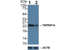 TNFRSF1A antibody  (AA 248-428)
