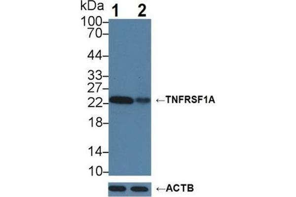 TNFRSF1A antibody  (AA 248-428)