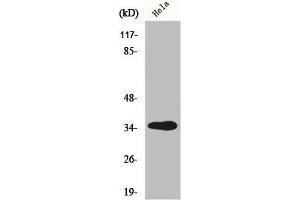 Western Blot analysis of HT29 cells using GIMAP5 Polyclonal Antibody (GIMAP5 antibody  (C-Term))