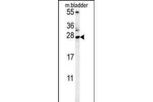 MUTED Antibody (Center) (ABIN654098 and ABIN2843982) western blot analysis in mouse bladder tissue lysates (15 μg/lane). (MUTED antibody  (AA 40-68))
