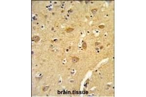 Formalin-fixed and paraffin-embedded human brain tissue reacted with TOA Antibody (N-term), which was peroxidase-conjugated to the secondary antibody, followed by DAB staining. (TOM70 antibody  (N-Term))