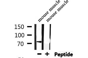 Western blot analysis of extracts from mouse muscle, using USP44 Antibody. (USP44 antibody  (Internal Region))