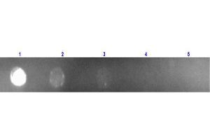 Dot Blot of Anti Mouse IgG (Rabbit) mx Hu-Rhodamine conjugated Dot Blot of Anti Mouse IgG (Rabbit) mx Hu-Rhodamine conjugated. (Rabbit anti-Mouse IgG (Heavy & Light Chain) Antibody (TRITC) - Preadsorbed)